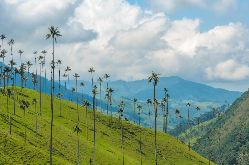 Cocora Valley