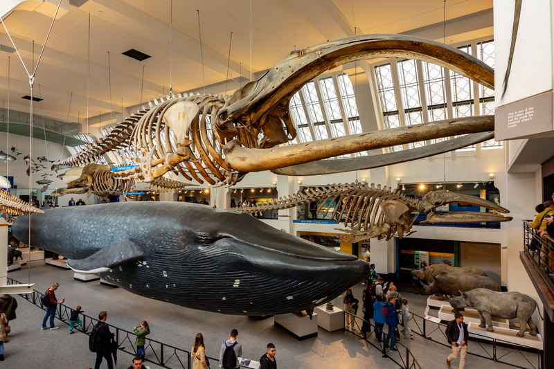 Музей естествознания