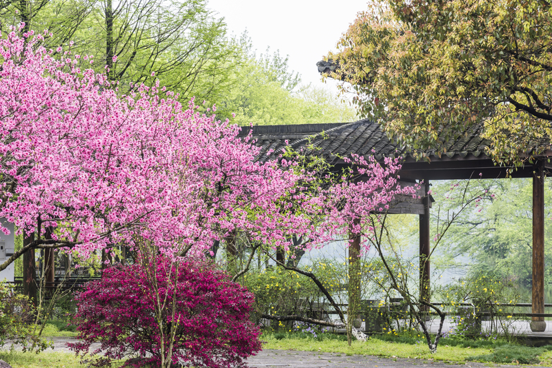 Цветение сакуры в Китае