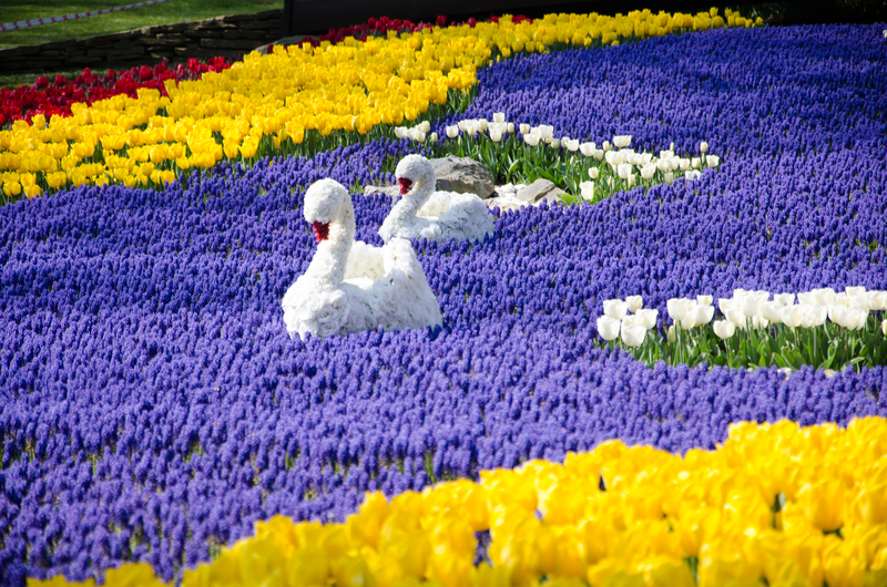 Фестиваль тюльпанов в Стамбуле