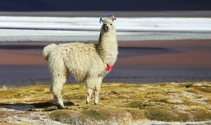 Южная Америка