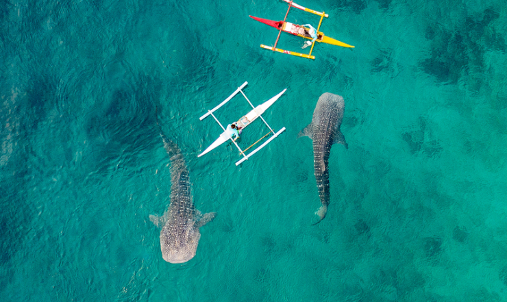 китовые акулы