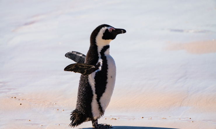 Африканский пингвин