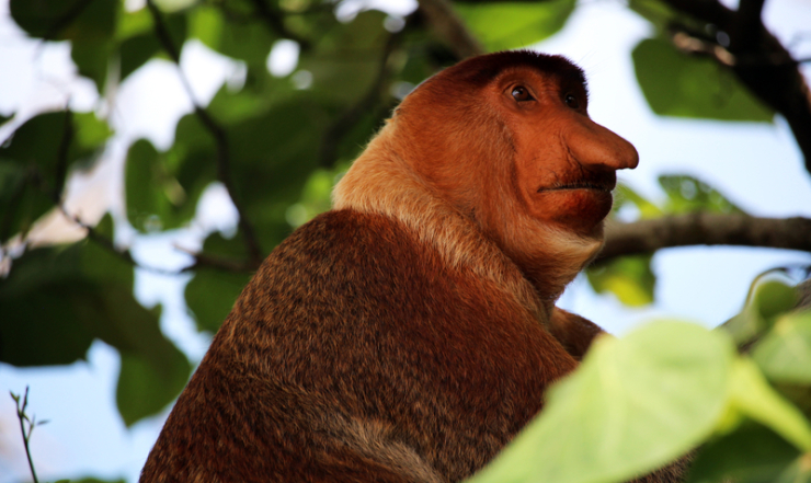 Бако на Борнео