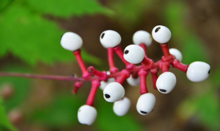 Actaea pachypoda